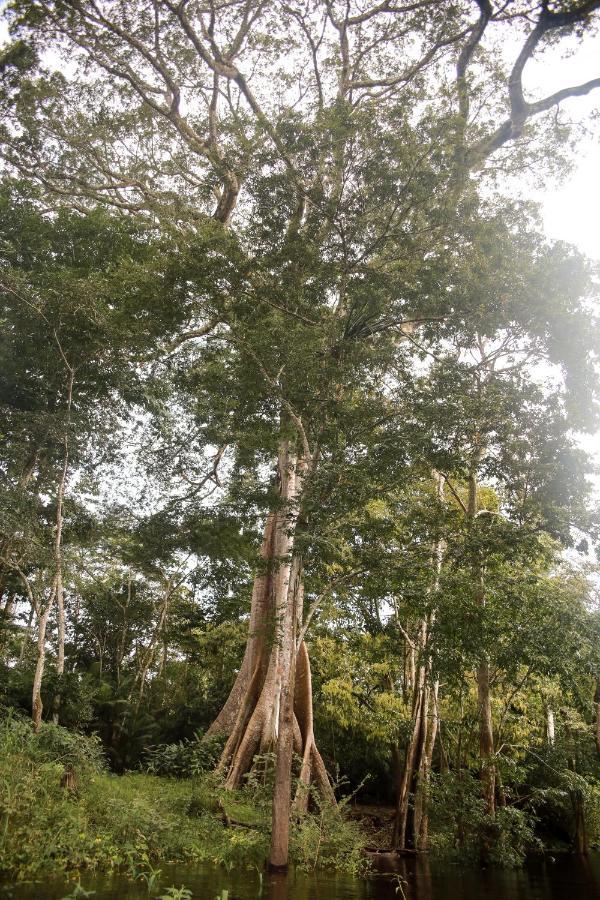 Amazonia Jungle Hotel Ирандуба Экстерьер фото